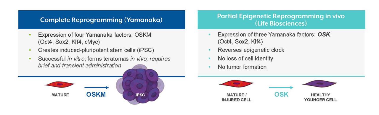 Сравнение полного и частичного перепрограммирования клеток факторами Яманаки: OSKM и OSK.