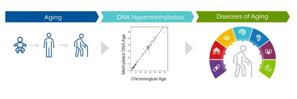 Инфографика процесса старения: гиперметилирование ДНК и связанные заболевания.