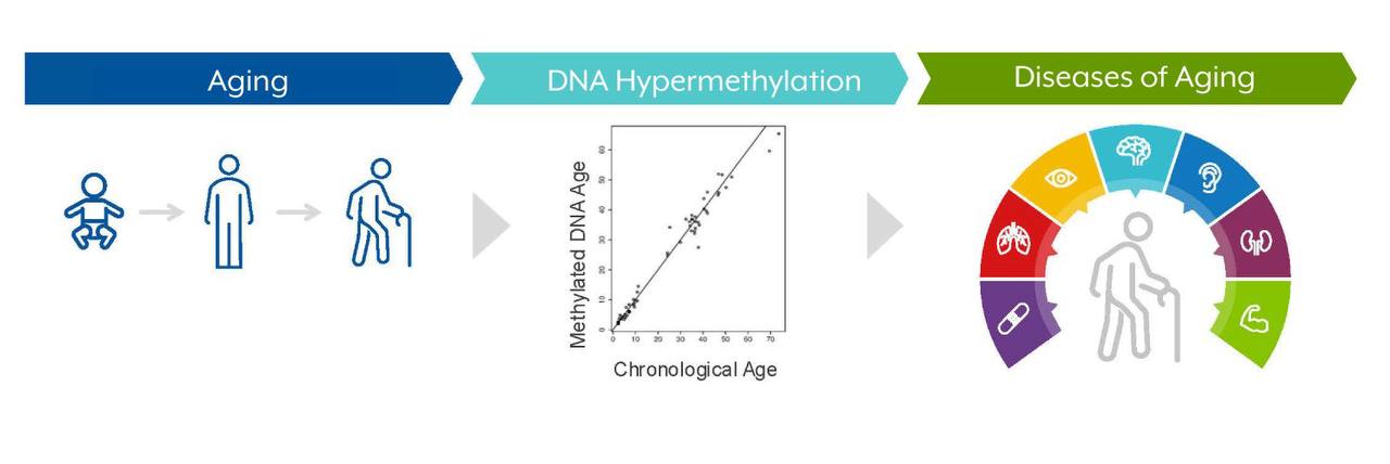Новость из Telegram 09.04.2026 07:39 1 Инфографика процесса старения: гиперметилирование ДНК и связанные заболевания.