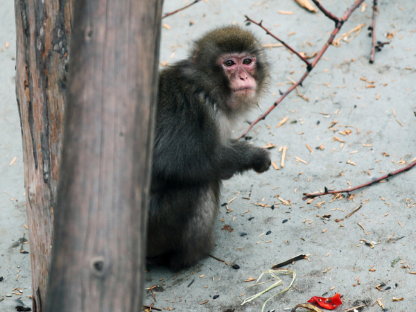 Обезьяна сидит на земле, рядом ветки дерева и кусочки пищи.