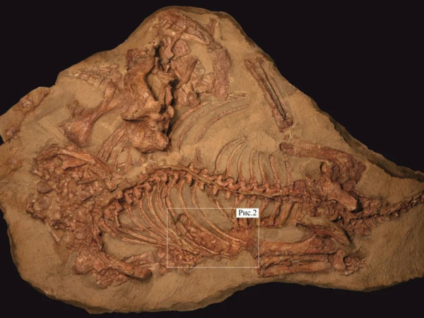 Окаменелые останки динозавра в породе, видны позвоночник и ребра, тёмный фон.