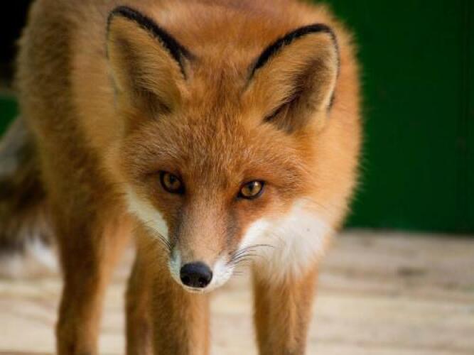 Отель «Шишки на Лампушке — Каса де Кампо», фото 77