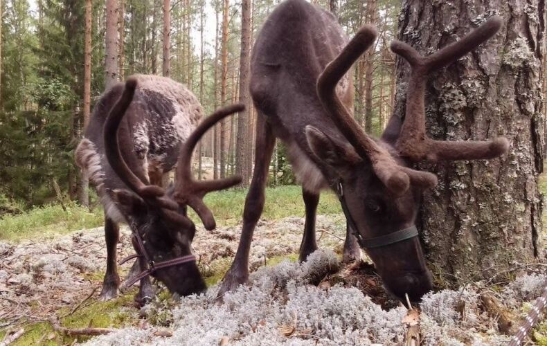 Отель «Шишки на Лампушке — Каса де Кампо», фото 86