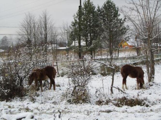 Guest House Derevnya Vanino, фото 62