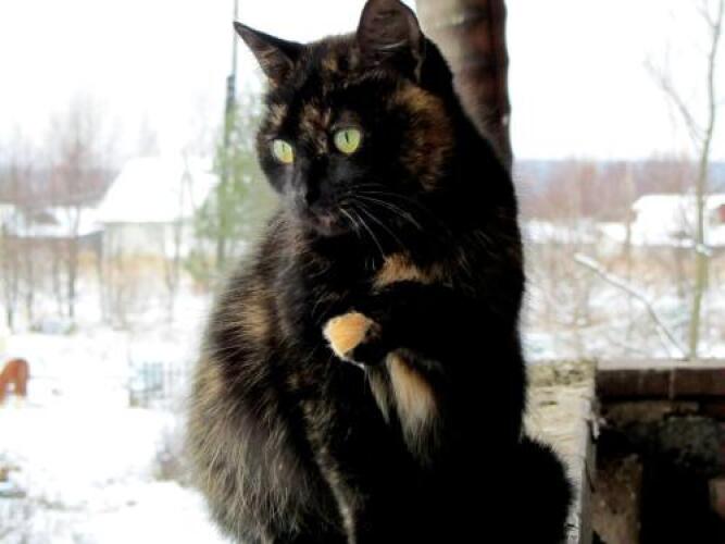 Guest House Derevnya Vanino, фото 63