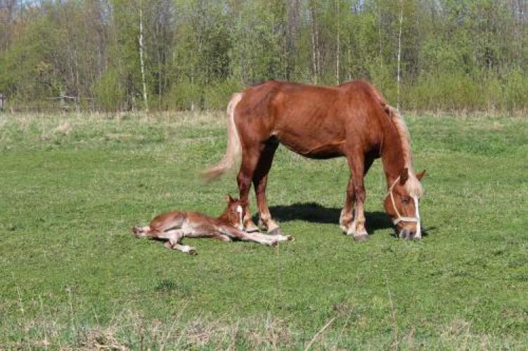 Guest House Derevnya Vanino, фото 64