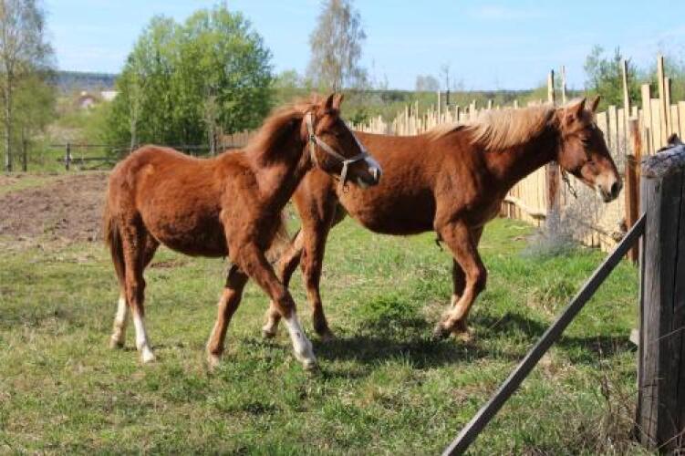 Guest House Derevnya Vanino, фото 65