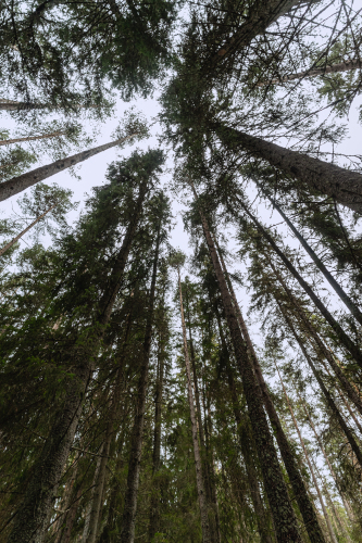 Глэмпинг Lago Ladoga, фото 58