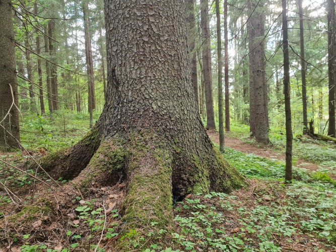 Валдай. Пространство мечты, фото 53