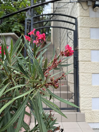 Гостевой Дом Волга в Симеизе, фото 23