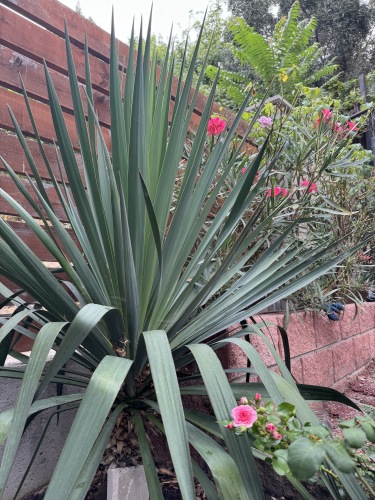 Гостевой Дом Волга в Симеизе, фото 24