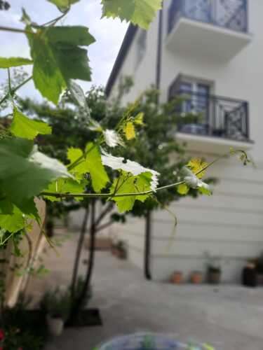 Limonade, фото 26