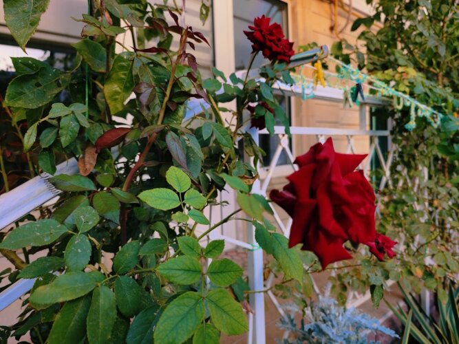 Гостевой дом Анли, фото 56