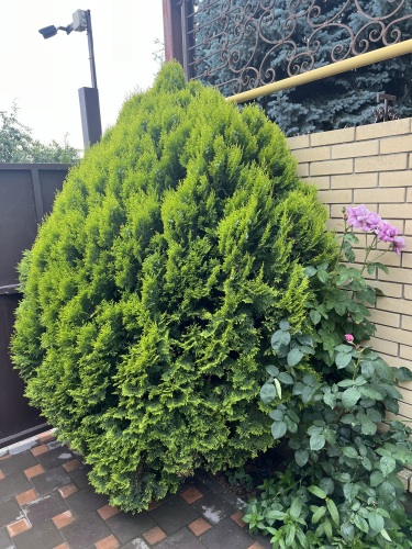 Гостевой дом Орхидея, фото 32