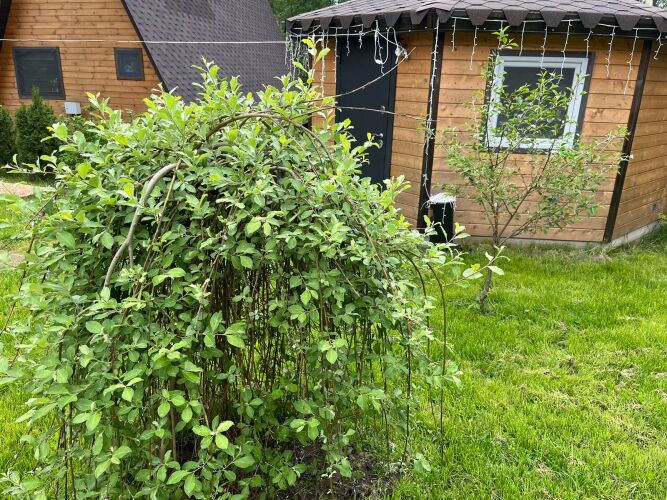 Гостевой дом Рай в шалаше в Светлом, фото 102