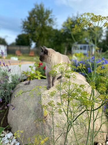 Шале Эльбрус в Коробицыно, фото 57