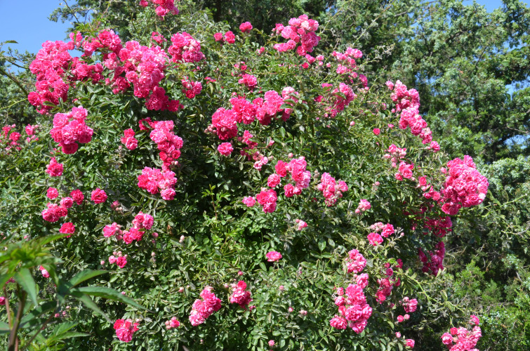 Гостевой дом Солнечный, фото 33