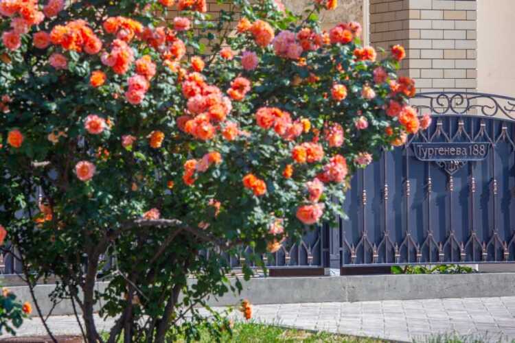 Гостевой дом Тургенева 188, фото 19