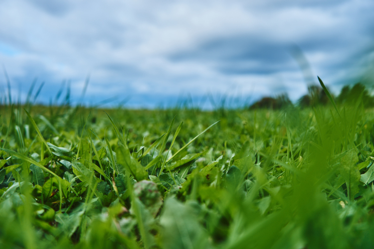 Lama Park, фото 20