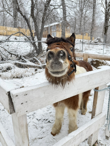 Мини-отель Wood Villas, фото 55