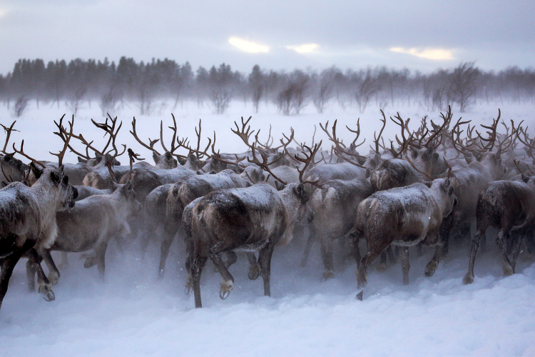 Кемпинг Sava Syo, фото 11
