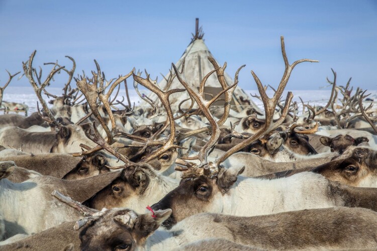 Кемпинг Sava Syo, фото 12