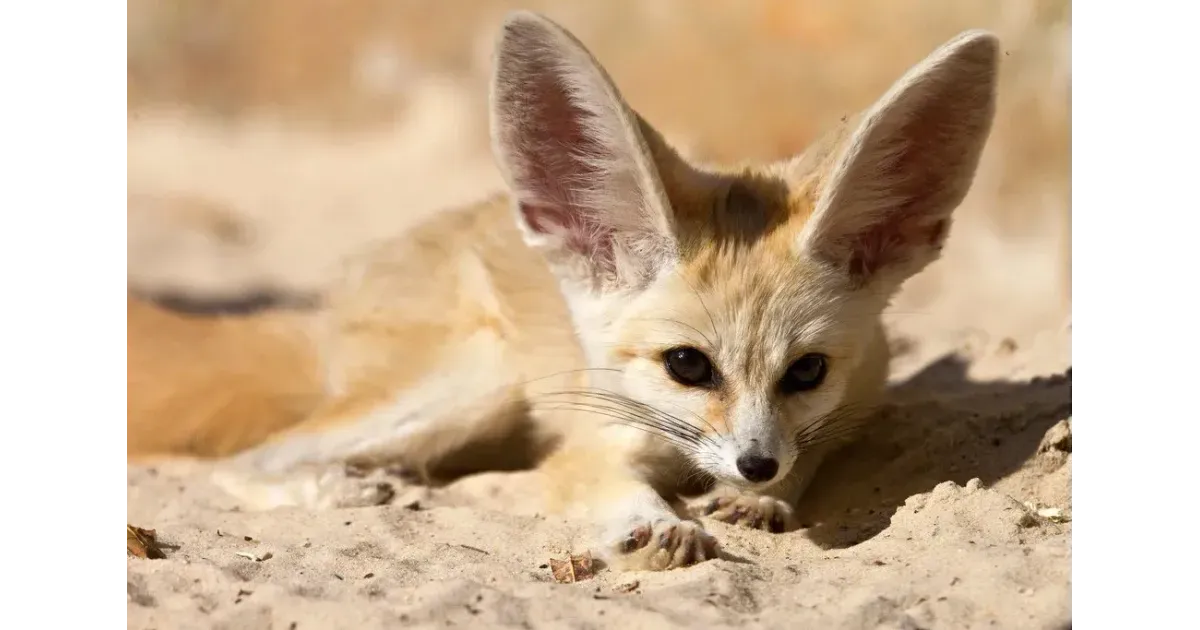 Desert animals. Лисички фенек. Лисица фенек в Африке. Фенеки пустынные лисички. Животные пустыни фенек.