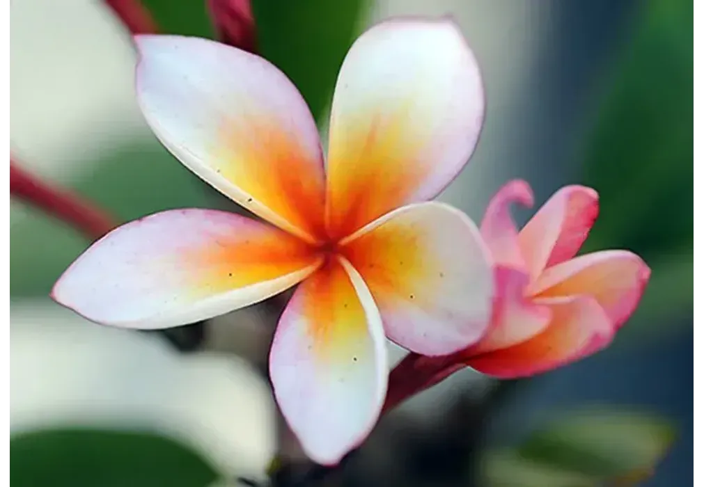 Плюмерия Plumeria d12 h20