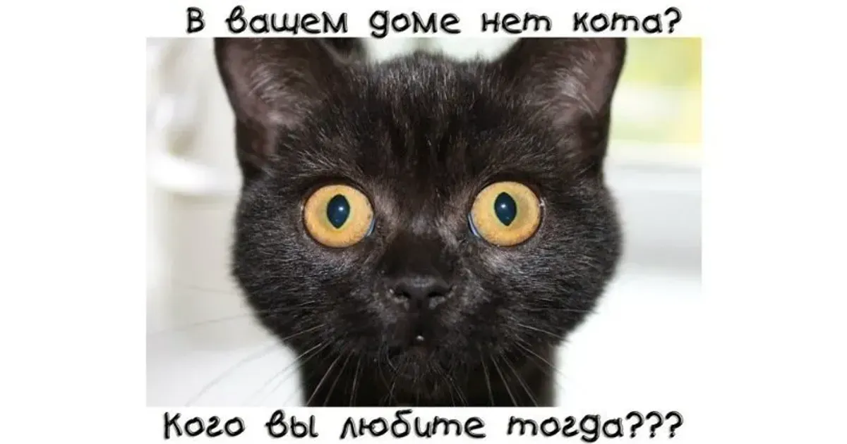 Если в доме нет кота. КОТЭНЕТ. Кот нет. Если в доме нет кота кого вы любите тогда.