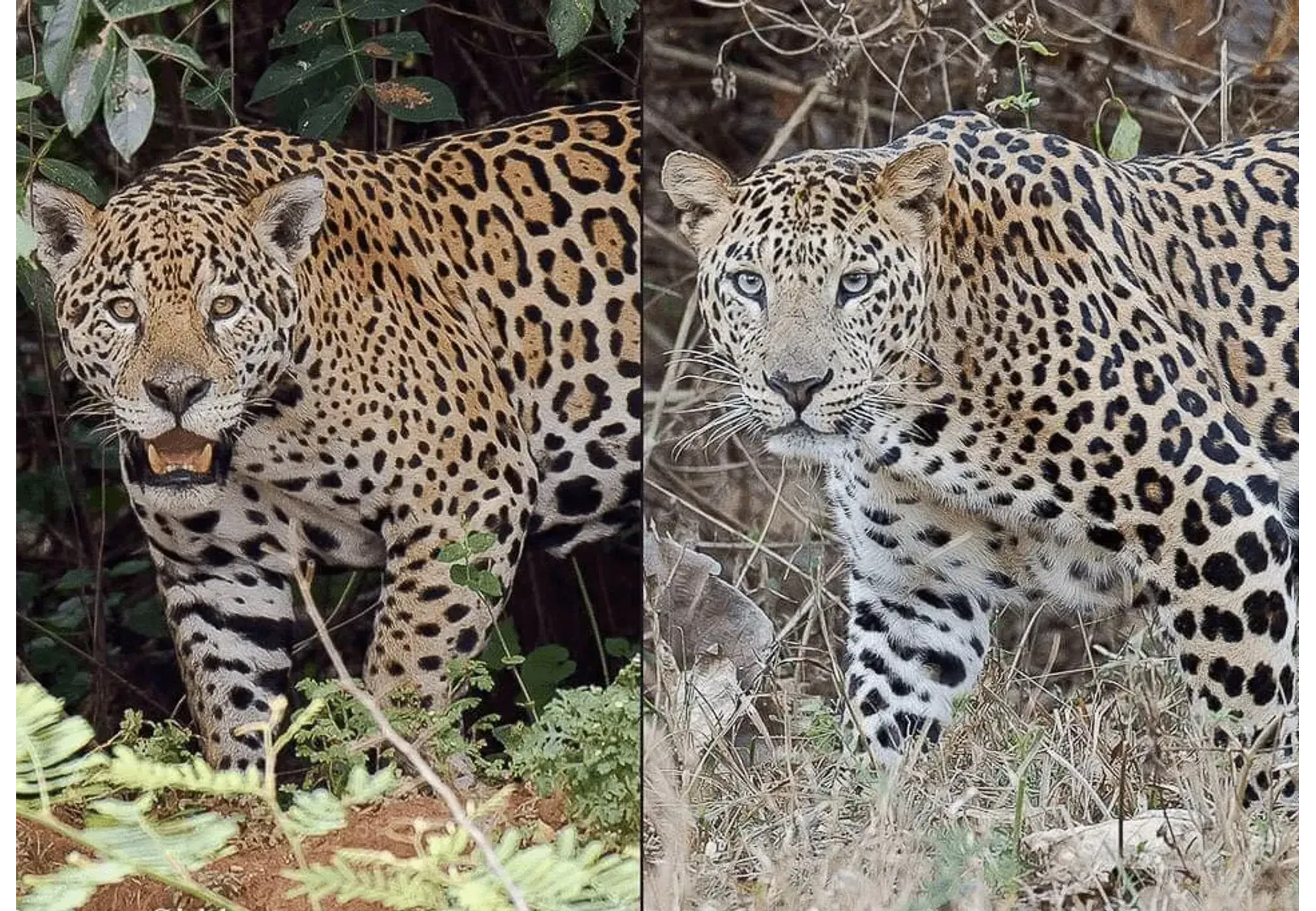 Ягуар и леопард. Гепард леопард Ягуар. Леопард vs Ягуар. Тигр леопард гепард Ягуар.