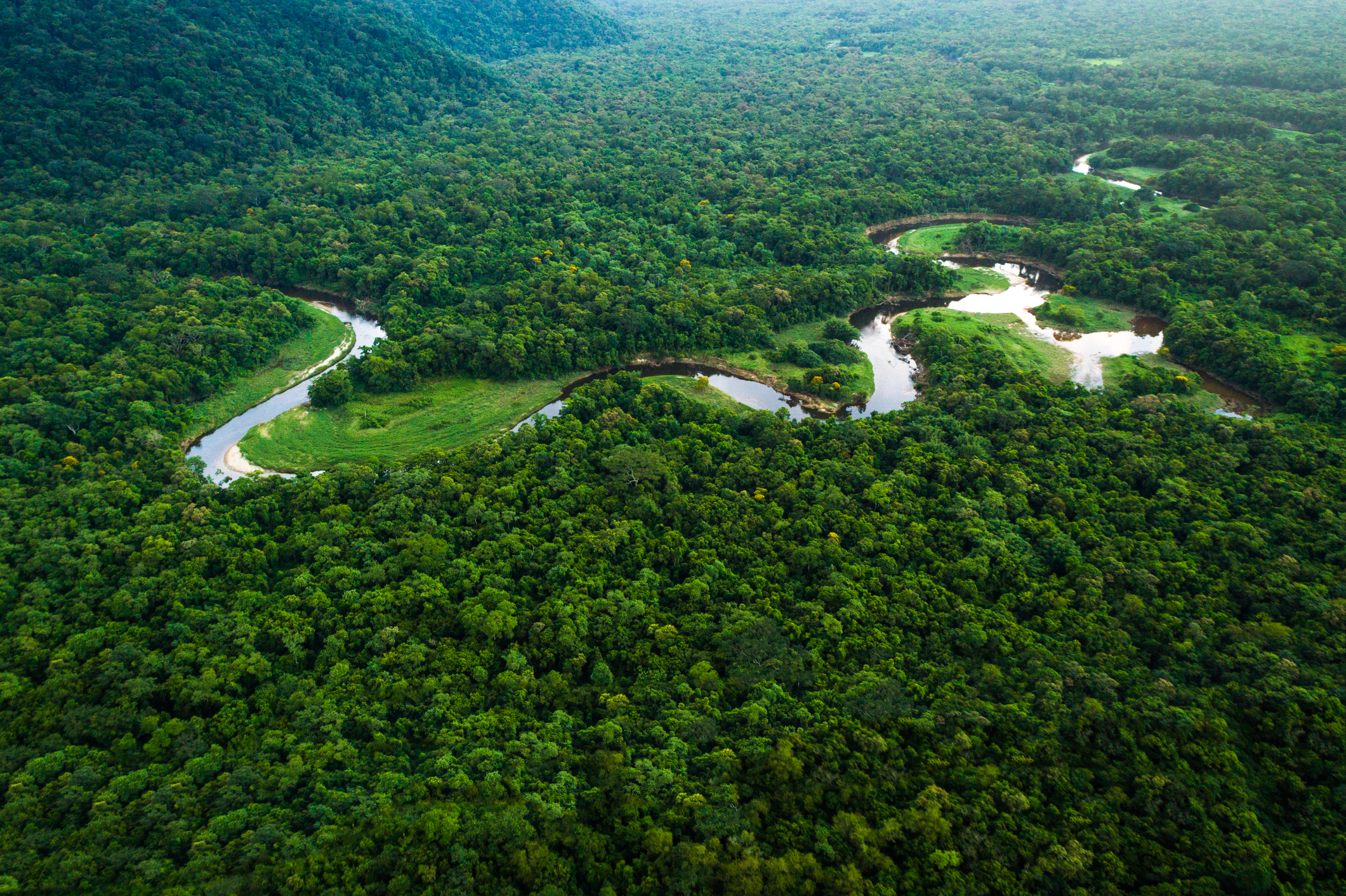 Поисковик Ecosia увеличил аудиторию на 1150% благодаря пожарам в Амазонии.