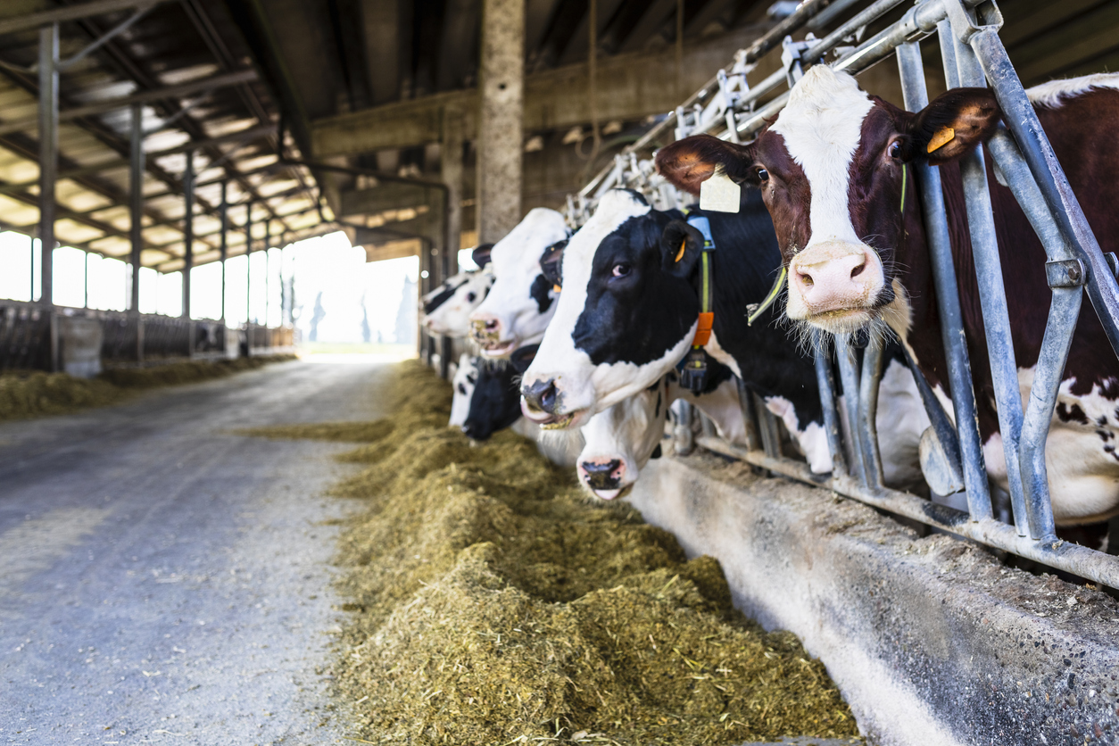 Стартап создал эко-корм для коров, снижающий выбросы метана, и запустил программу углеродных кредитов для фермеров          