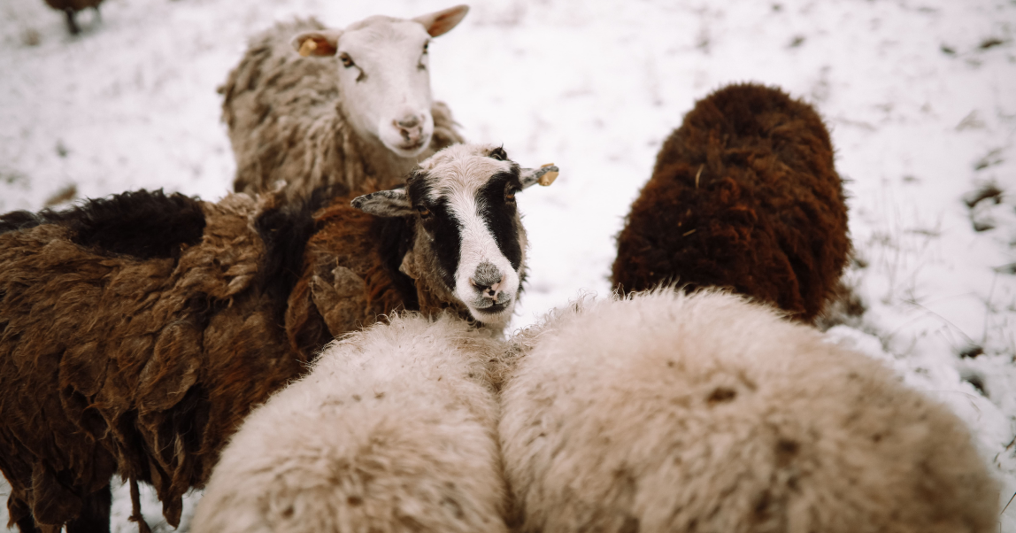 Как фермер из Пермского края строит овцеводческую ферму в родовой деревне