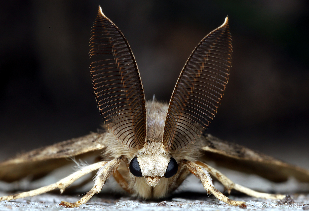 Ученые: особенности крыльев мотыльков помогут создать звукопоглощающие обои          