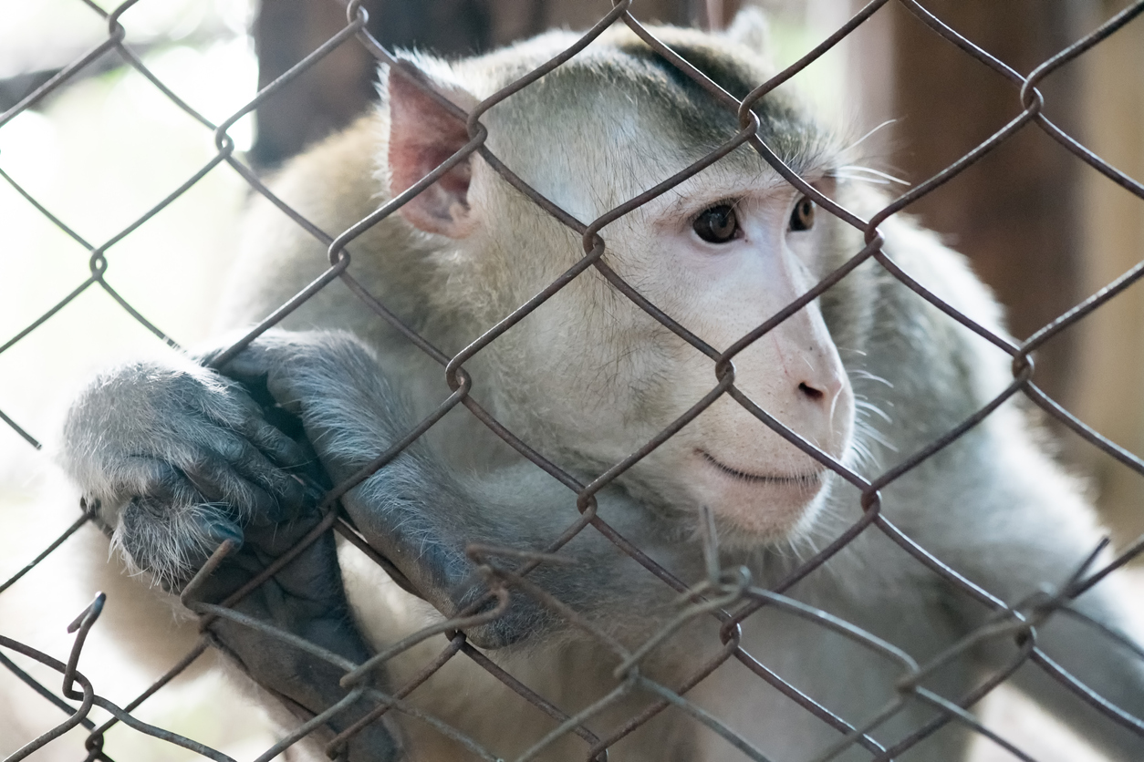 Neuralink Илона Маска отрицает предъявляемые ей обвинения в жестоком обращении с животными. Но все они погибли          