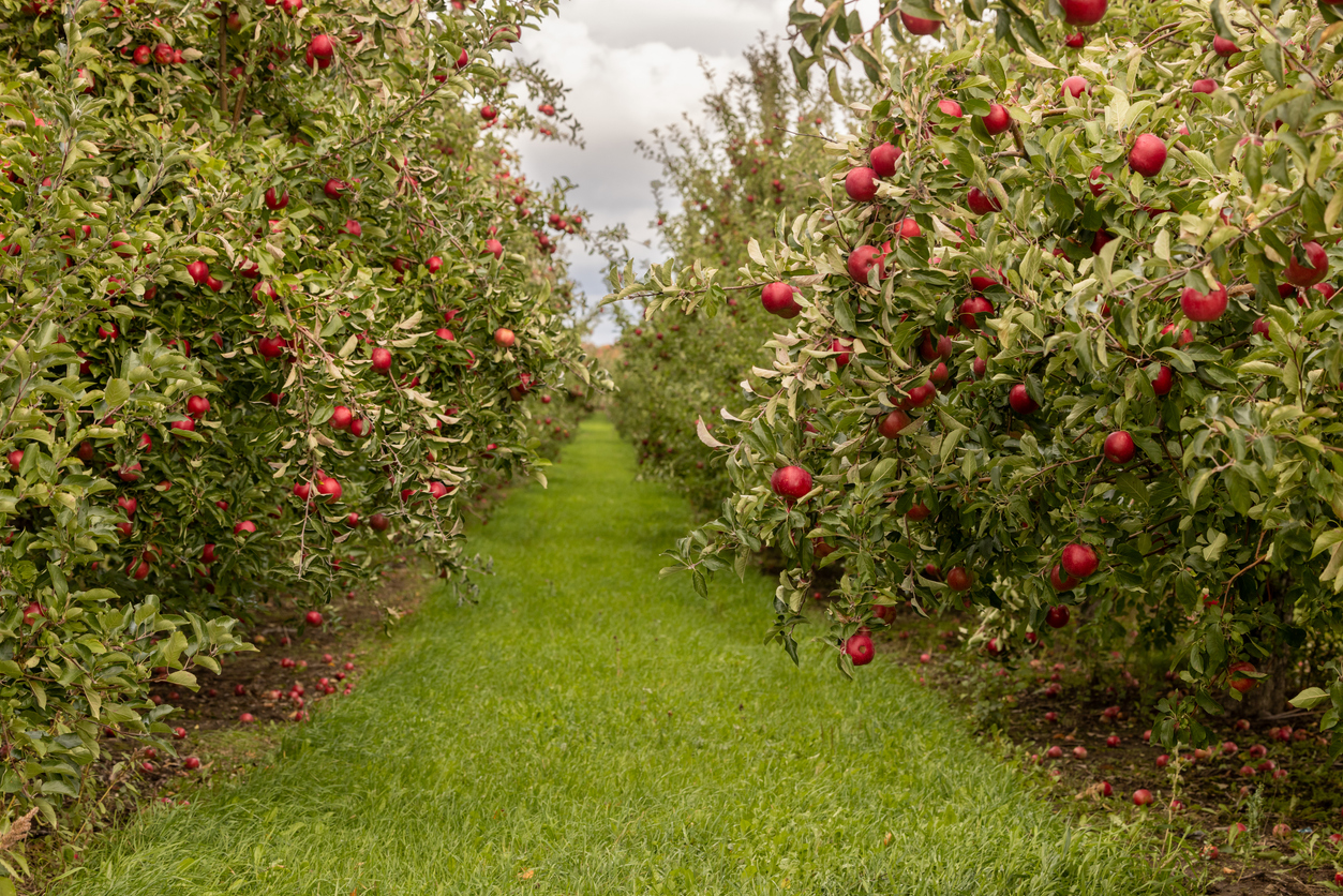 ИИ научил роботов убирать яблоки с деревьев. Система умеет делать до 100 снимков в секунду, снимая весь сад          