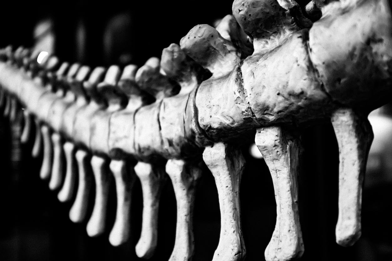 Мужчина нашел окаменелости динозавра возрастом 70 млн лет и скрывал их в течение 2 лет          