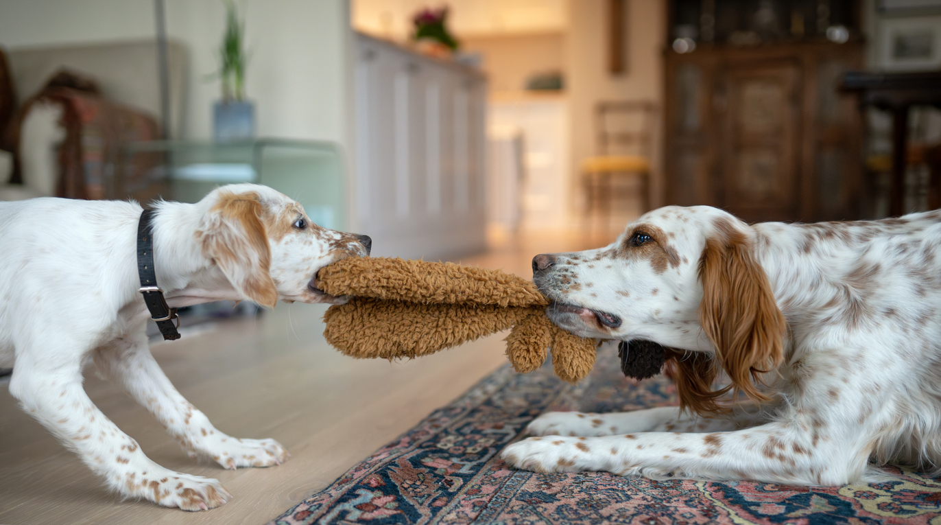 Собаки способны мечтать и думать о любимых игрушках, их запахе и вкусе