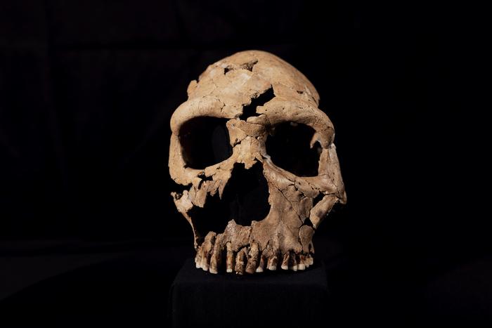 Ученым удалось воссоздать лицо неандертальской женщины возрастом 75 тыс. лет. Ее нашли в братской пещерной могиле