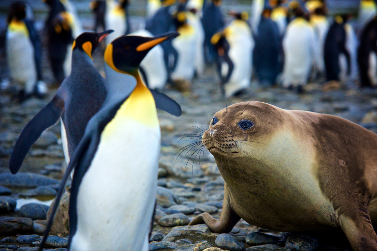 Количество пингвинов и тюленей находится под угрозой из-за гигантской озоновой дыры