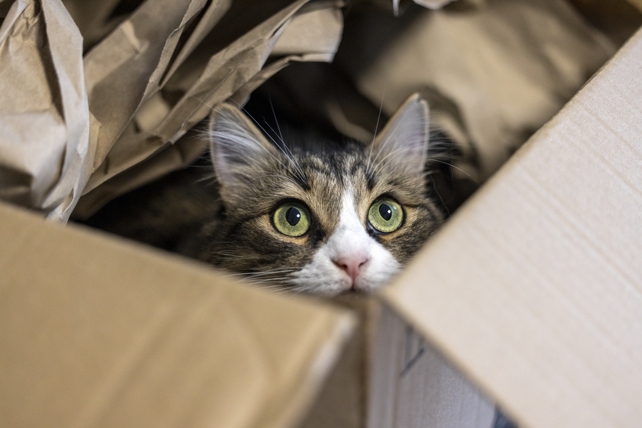 Пара случайно отправила свою кошку в посылке Amazon. Животное путешествовало в коробке 6 дней