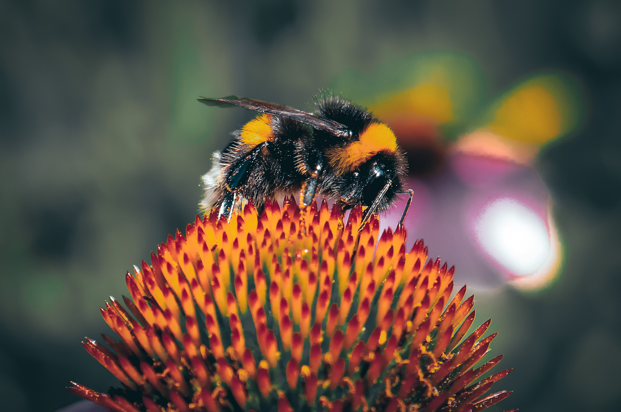Глобальное потепление угрожает гнездам пчел и шмелей: они просто не способны сами регулировать свою температуру