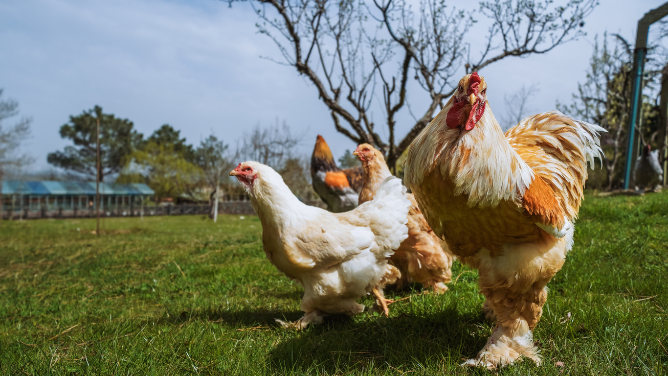 Ученые выяснили, что курицы, цыплята и петухи, как и люди, могут краснеть от злости и гнева