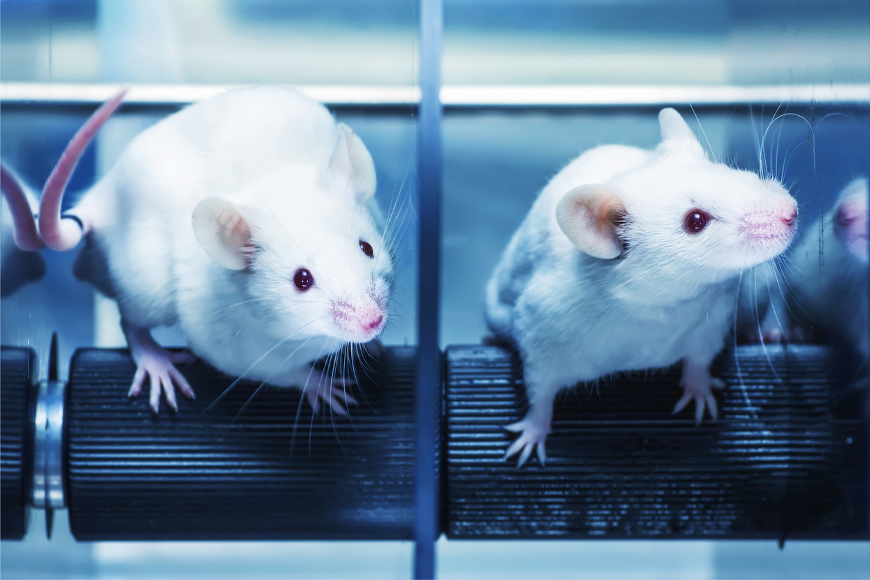 Ученые обнаружили, что мыши думают на уровне младенцев и показывают стратегическое мышление