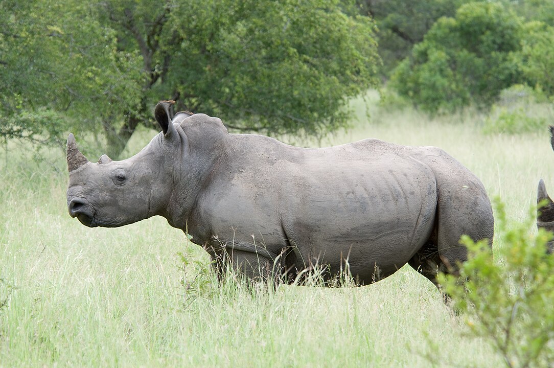 Ученые вживили в рога носорогов радиоактивные изотопы, чтобы спасти их от браконьеров          