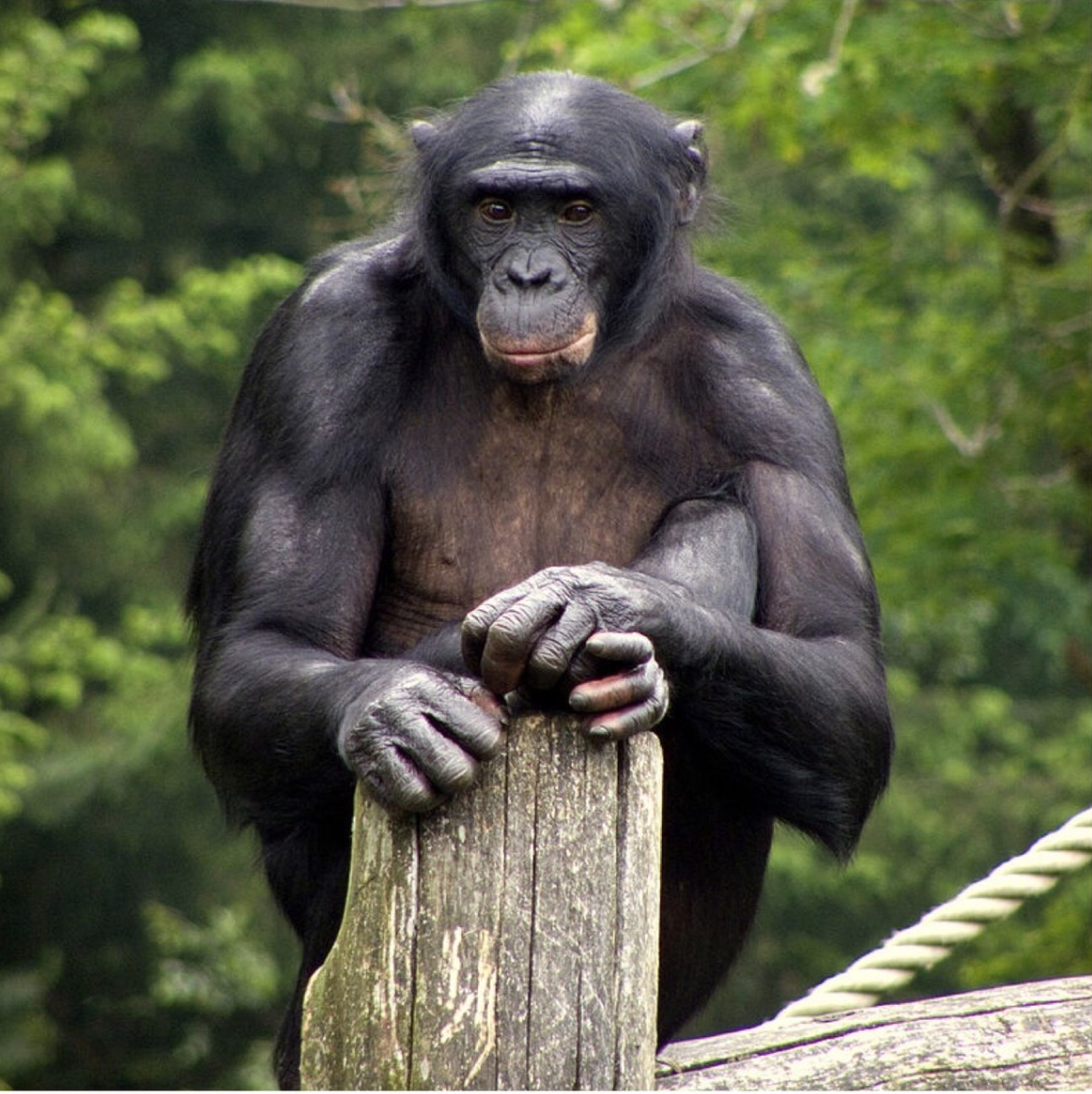 Ученые обнаружили, что шимпанзе могут заниматься самолечением с помощью лекарственных растений          