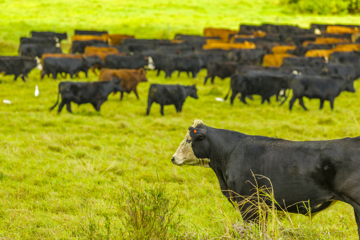 К 2035 году углеродный налог на животноводство, по данным издания, увеличится до $241 за корову          