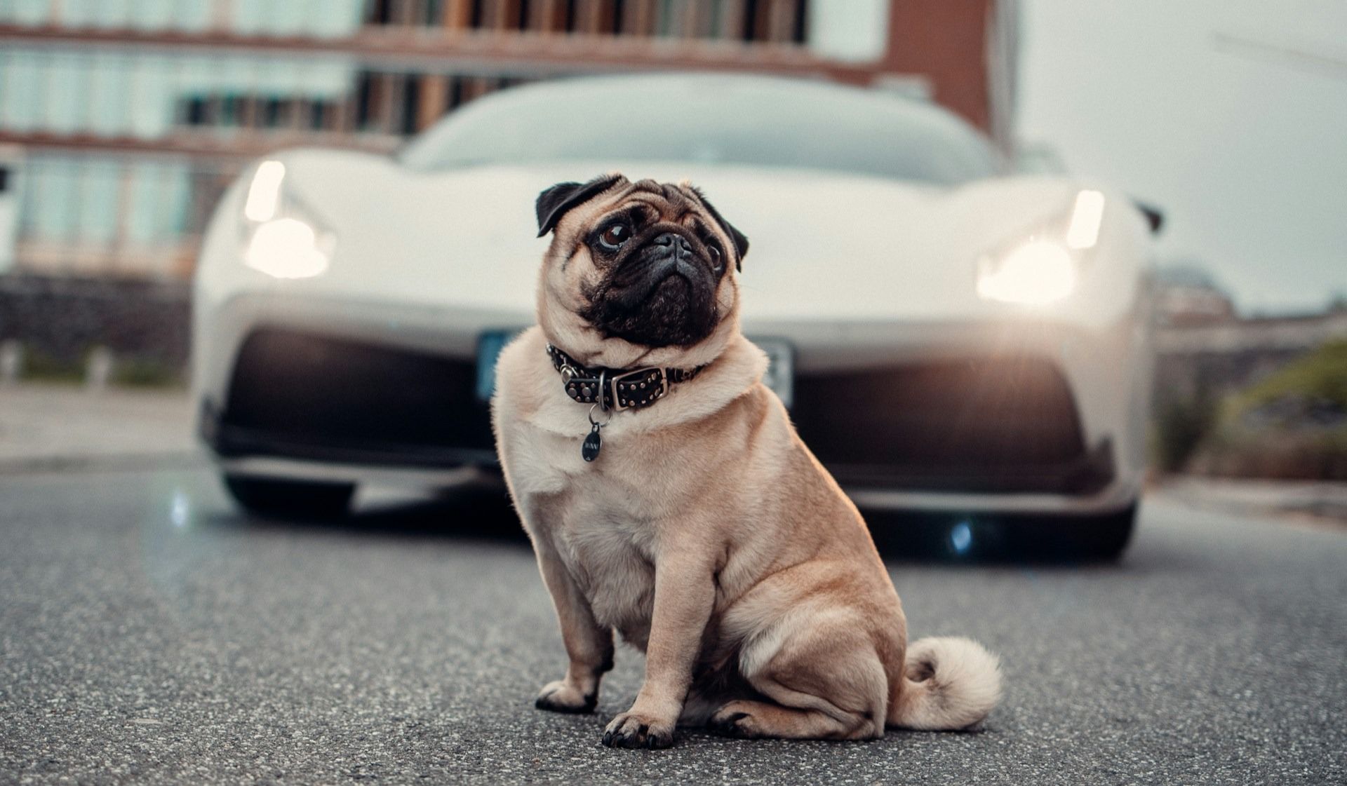 Лапомойка, колясчная и бассейн в ЖК: как застройщики привлекают состоятельных клиентов