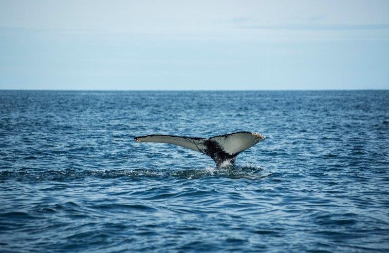 Россияне массово отправились смотреть на диких животных: спрос вырос на треть