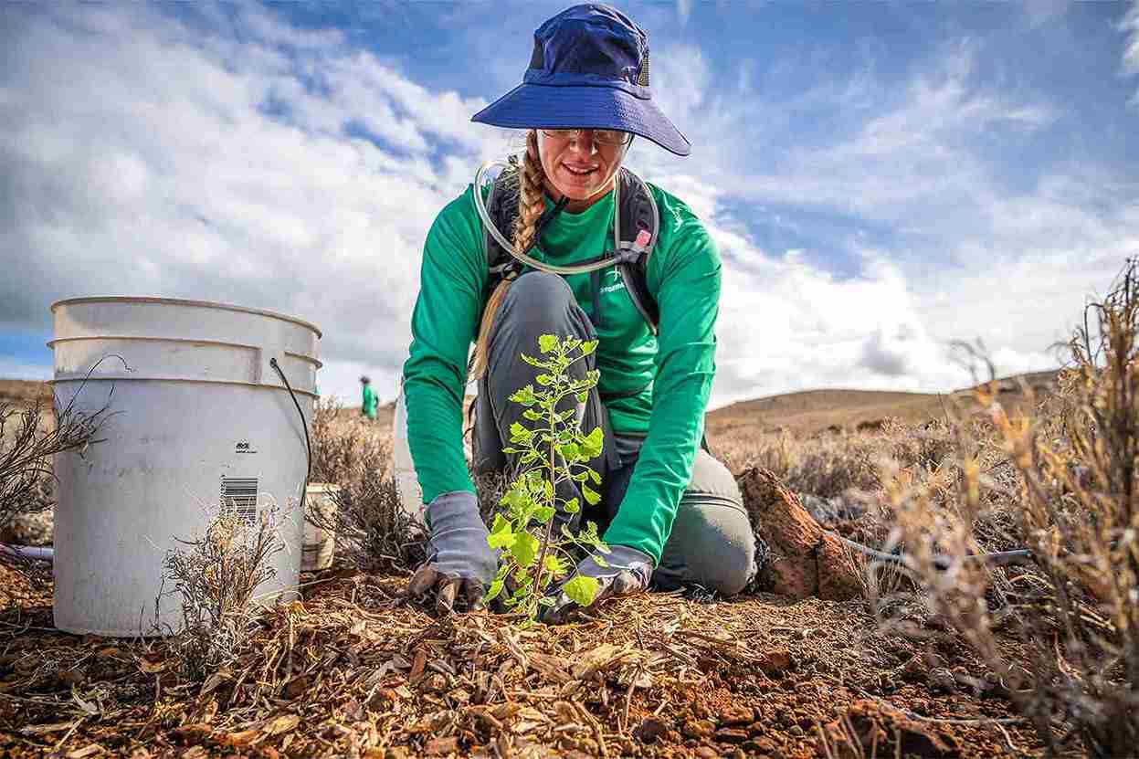 Экс-глава Reddit запустил подписку на деревья за $25 в месяц
